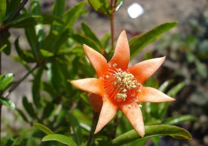 养殖石榴花的小技巧_怎样才能养活石榴花