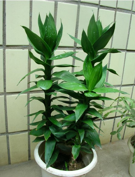 常见室内花卉有哪些？