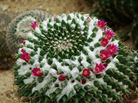 仙人球怎么养才能长的快？