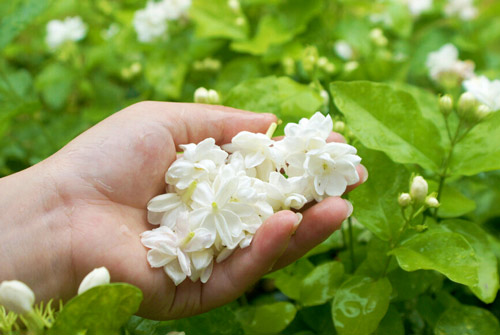 茉莉的养殖方法里有哪些要注意？