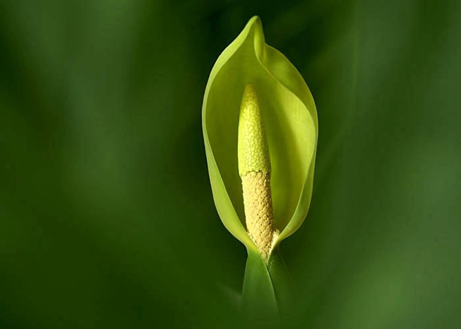 滴水观音应该怎么养？