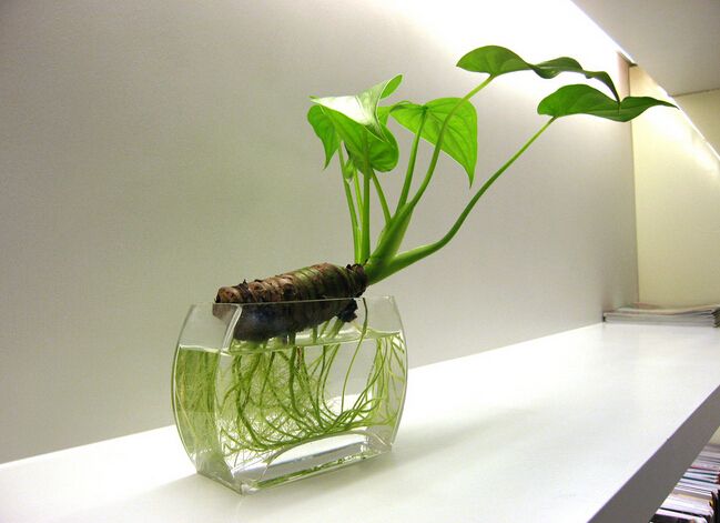 花草滴水观音价格