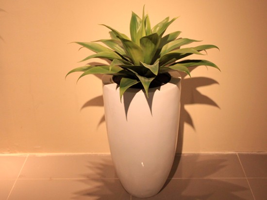 龙舌兰花图片 龙舌兰花图片