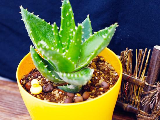 芦荟美容的作用与功效与作用吗 芦荟美容的作用与功效与作用吗