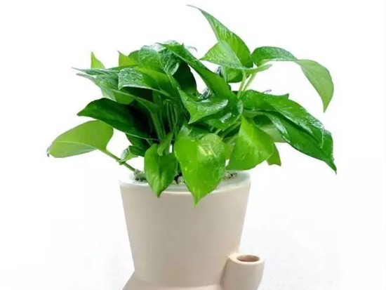 绿萝的施肥 绿萝的施肥