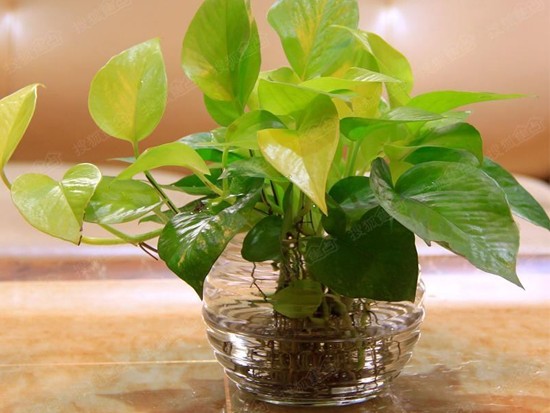 大叶绿萝怎么养 大叶绿萝怎么养