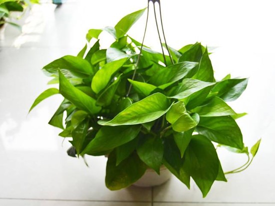 大叶绿萝怎么养 大叶绿萝怎么养