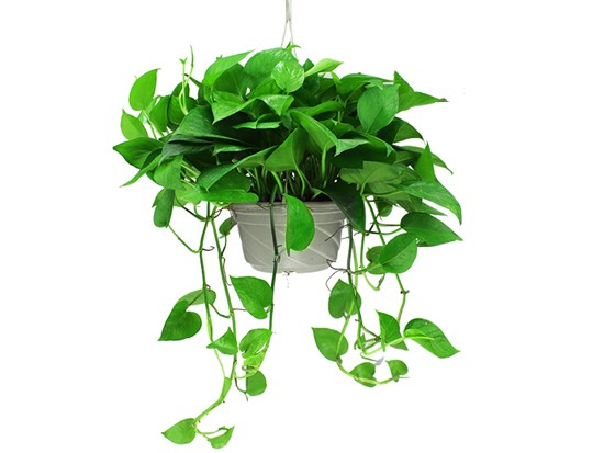 绿萝用什么土种植 绿萝用什么土种植