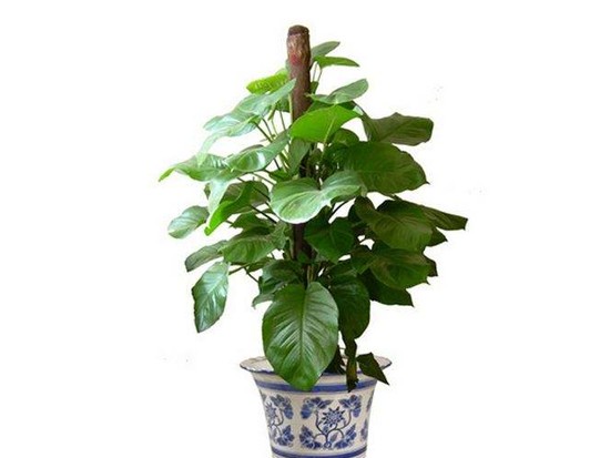 大叶绿萝怎么养 大叶绿萝怎么养