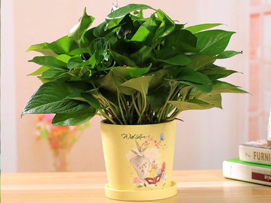 绿萝盆栽图片 绿萝盆栽图片