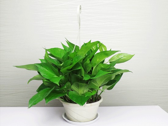 绿萝用什么土种植 绿萝用什么土种植