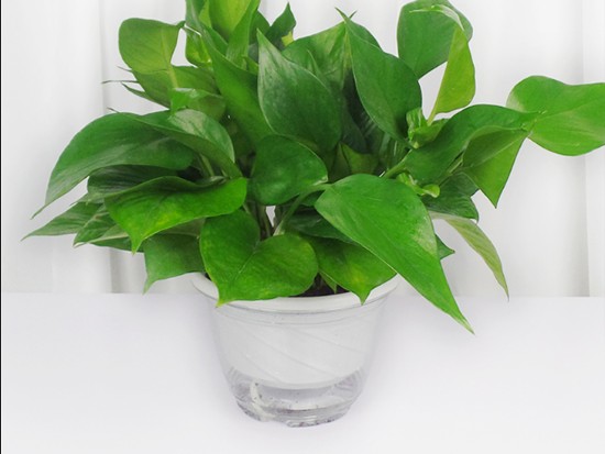 大绿萝能放卧室吗 大绿萝能放卧室吗