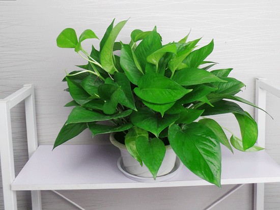 绿萝盆栽图片 绿萝盆栽图片