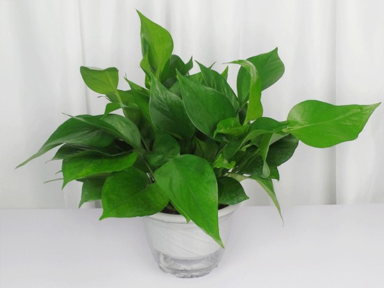 绿萝盆栽图片 绿萝盆栽图片