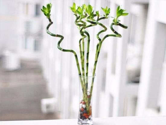 富贵竹和绿萝一块养好吗风水 富贵竹和绿萝一块养好吗风水