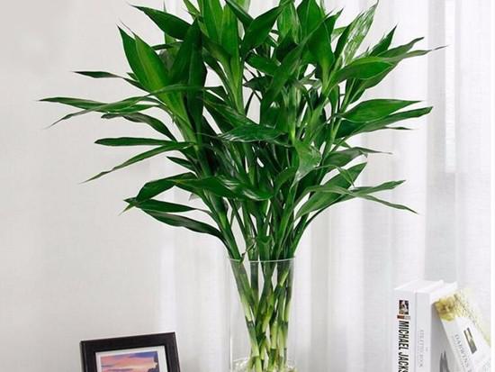 富贵竹摆放风水 富贵竹摆放风水