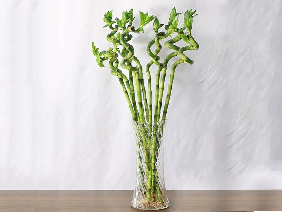 富贵竹摆放几支风水好