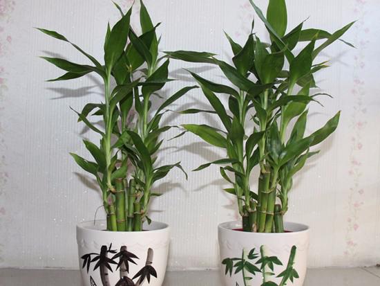 富贵竹和绿萝一块养好吗风水 富贵竹和绿萝一块养好吗风水