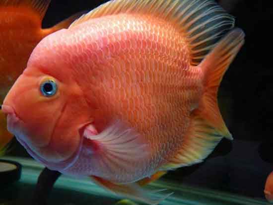 风水鱼讲究有哪些