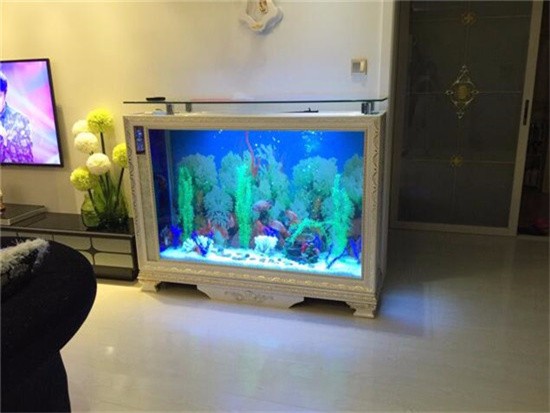 养金龙鱼缸低用什么颜色