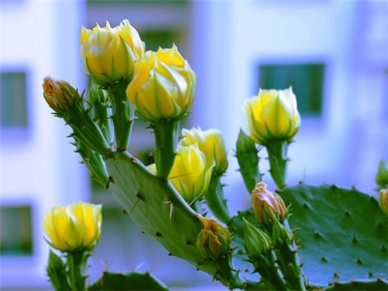 招财手仙人掌怎么养