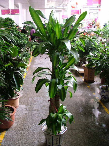 家居风水植物