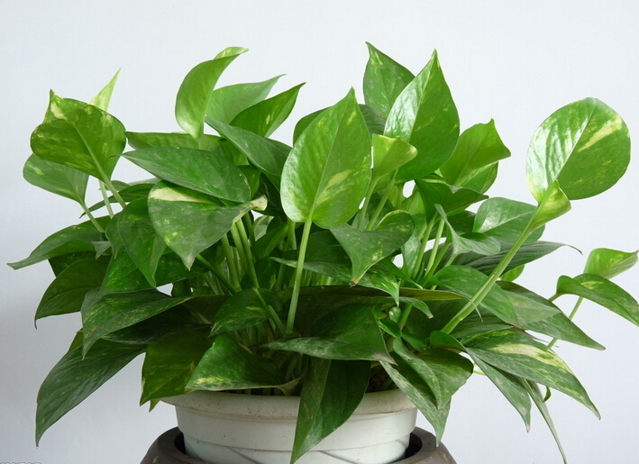 绿萝的作用是什么 绿萝的作用是什么