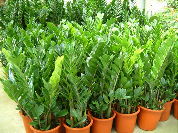 小金钱树的养殖方法 小金钱树的养殖方法