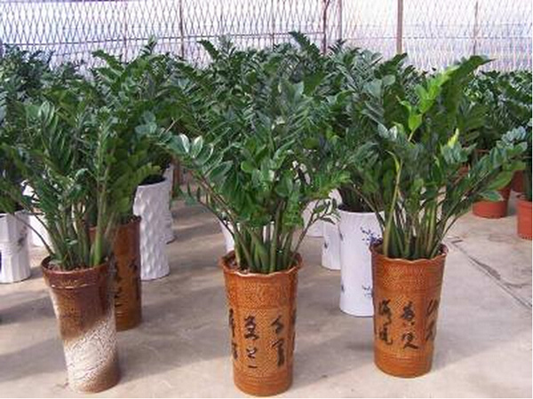 金钱树的风水学作用