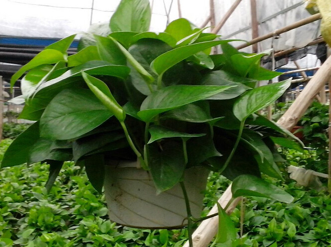 绿萝的养殖方法和注意事项