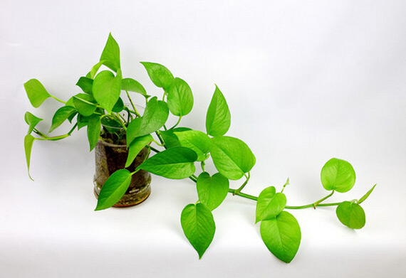 绿萝的养殖方法和注意事项