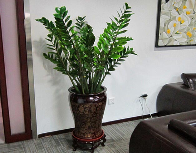 金钱树的意义及作用 金钱树作用有哪些 金钱树的意义及作用 金钱树作用有哪些