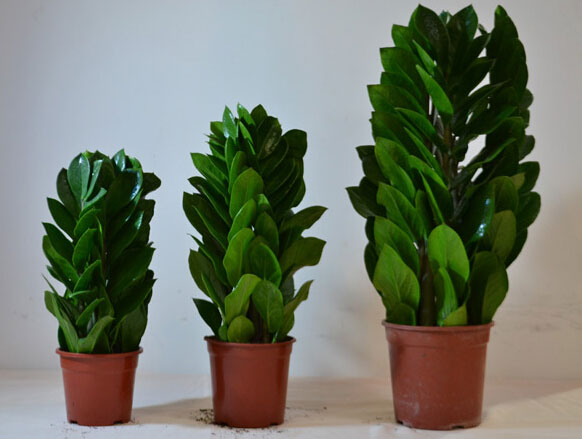 金钱树的意义及作用 金钱树作用有哪些 金钱树的意义及作用 金钱树作用有哪些