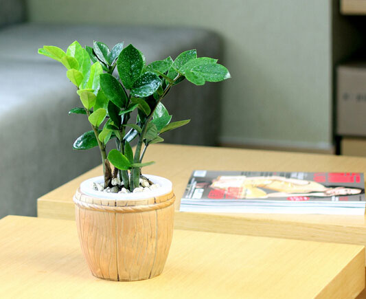 金钱树的意义及作用 金钱树作用有哪些 金钱树的意义及作用 金钱树作用有哪些