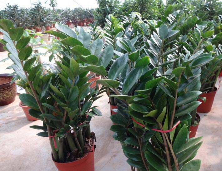 金钱树的意义及作用 金钱树作用有哪些 金钱树的意义及作用 金钱树作用有哪些