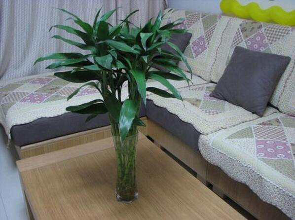 富贵竹有什么作用 富贵竹的功效是什么 富贵竹有什么作用 富贵竹的功效是什么