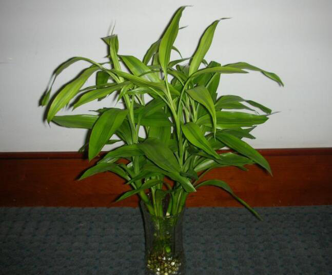 富贵竹有什么作用 富贵竹的功效是什么 富贵竹有什么作用 富贵竹的功效是什么