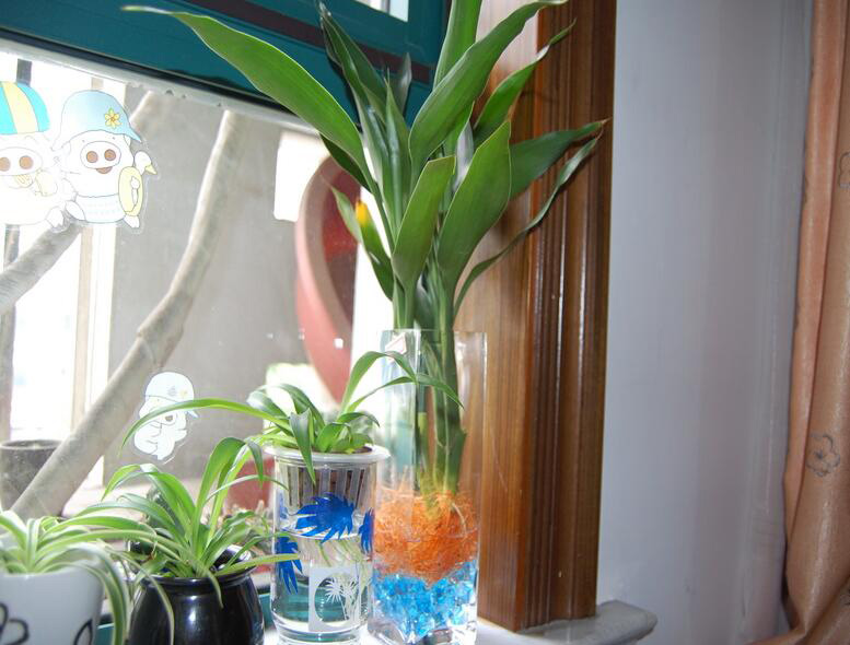 富贵竹有什么作用 富贵竹的功效是什么 富贵竹有什么作用 富贵竹的功效是什么