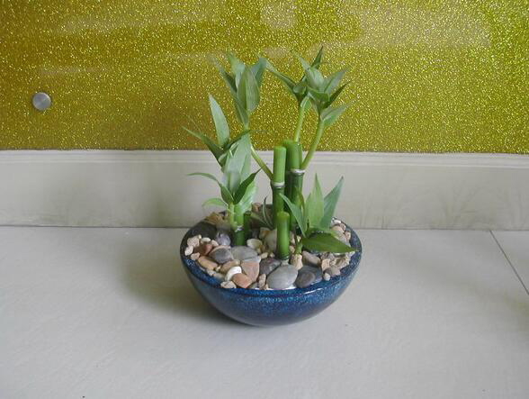 富贵竹有什么作用 富贵竹的功效是什么 富贵竹有什么作用 富贵竹的功效是什么