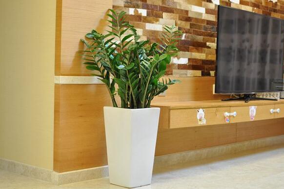 金钱树的风水作用有哪些 金钱树有什么用