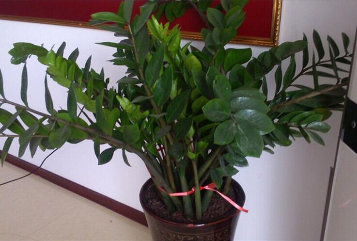 金钱树的风水作用有哪些 金钱树有什么用