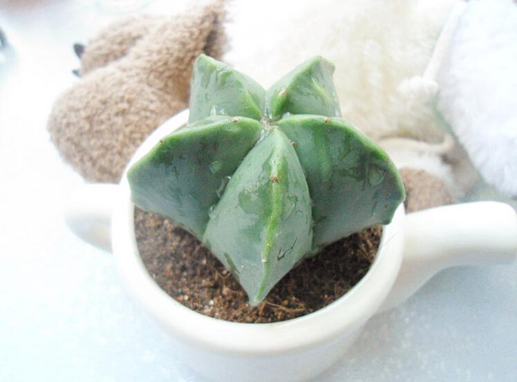 仙人掌的功效与作用介绍