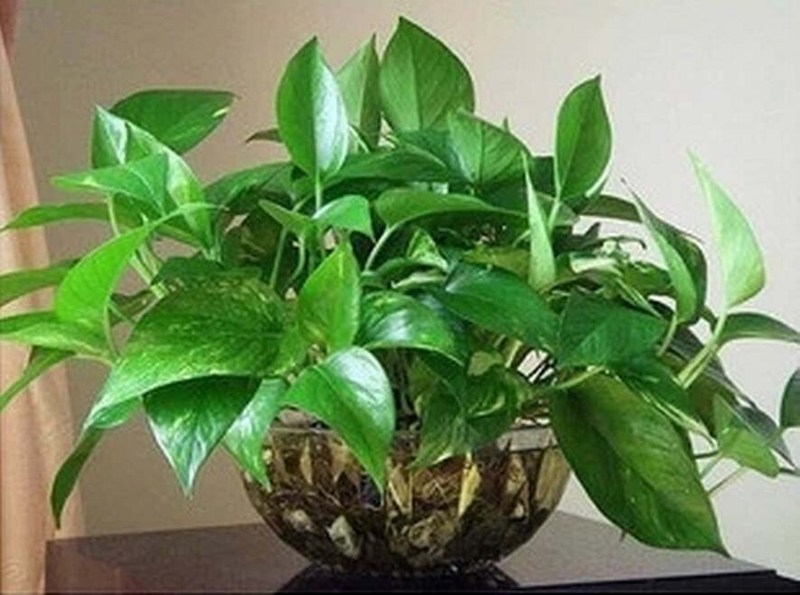 绿萝的作用和价值 绿萝有什么作用