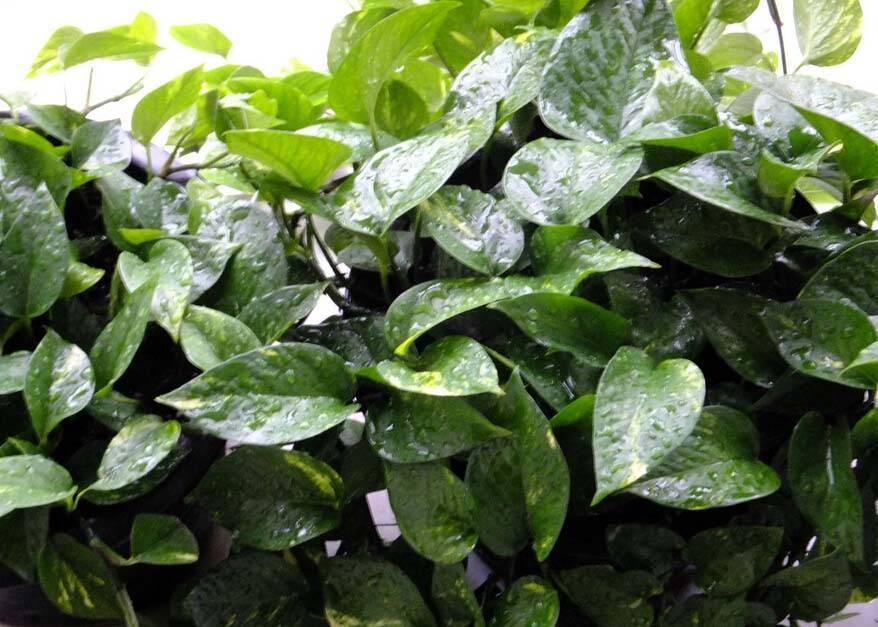 绿萝的作用和价值 绿萝有什么作用