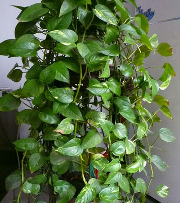 绿萝的作用和价值 绿萝有什么作用