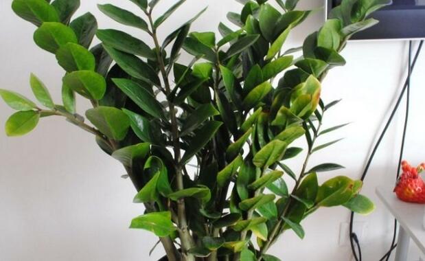 金钱树的繁殖方法经验大全 金钱树的繁殖方法经验大全