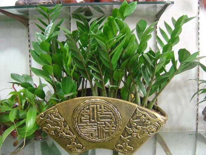 金钱树的繁殖方法经验大全 金钱树的繁殖方法经验大全