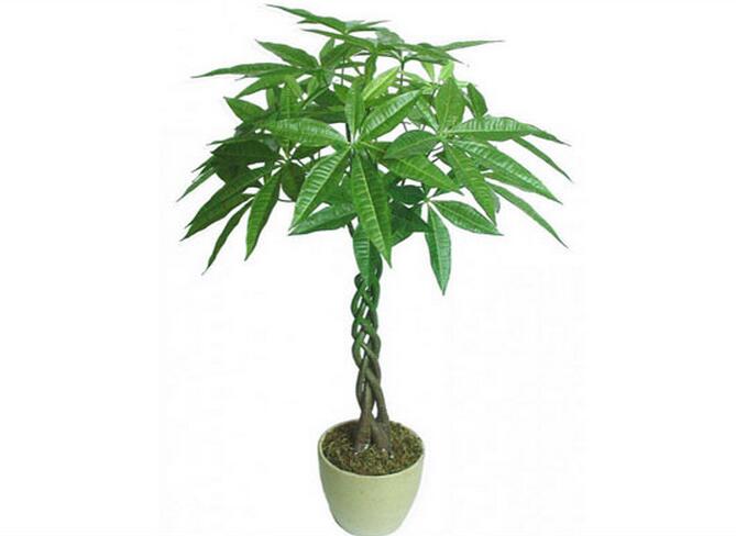 金钱树的繁殖方法经验大全 金钱树的繁殖方法经验大全