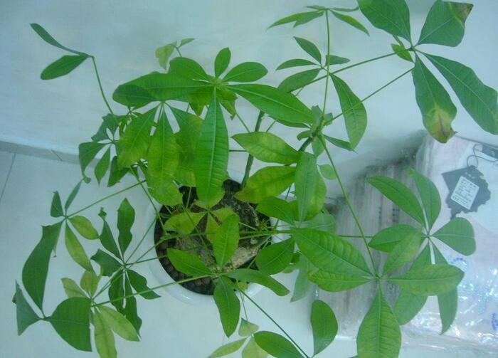 发财树价格是多少 发财树的市场价格 发财树价格是多少 发财树的市场价格