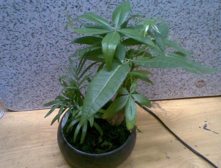 发财树价格是多少 发财树的市场价格 发财树价格是多少 发财树的市场价格